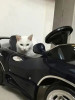 ばくすいねこ(バクスイネコ)|TEST☆ACOUNT|梅田-梅田駅